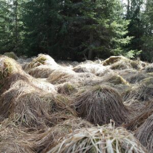 Sarjakortti 5 x 2h koirametsä