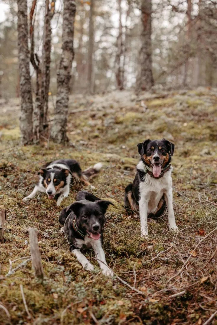 Koirametsä tuntivaraus