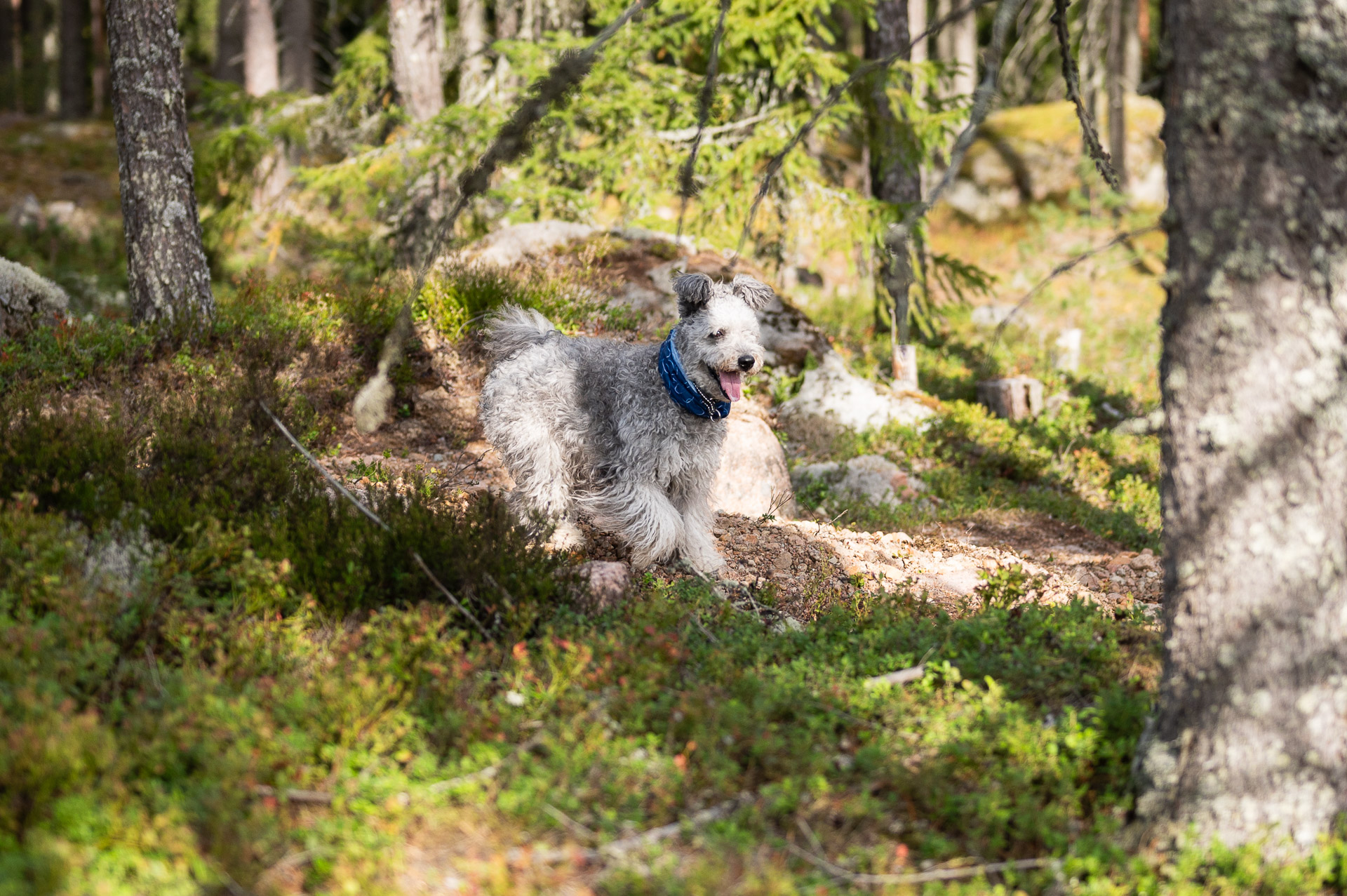 10 x 1h sarjakortti/ seriekort