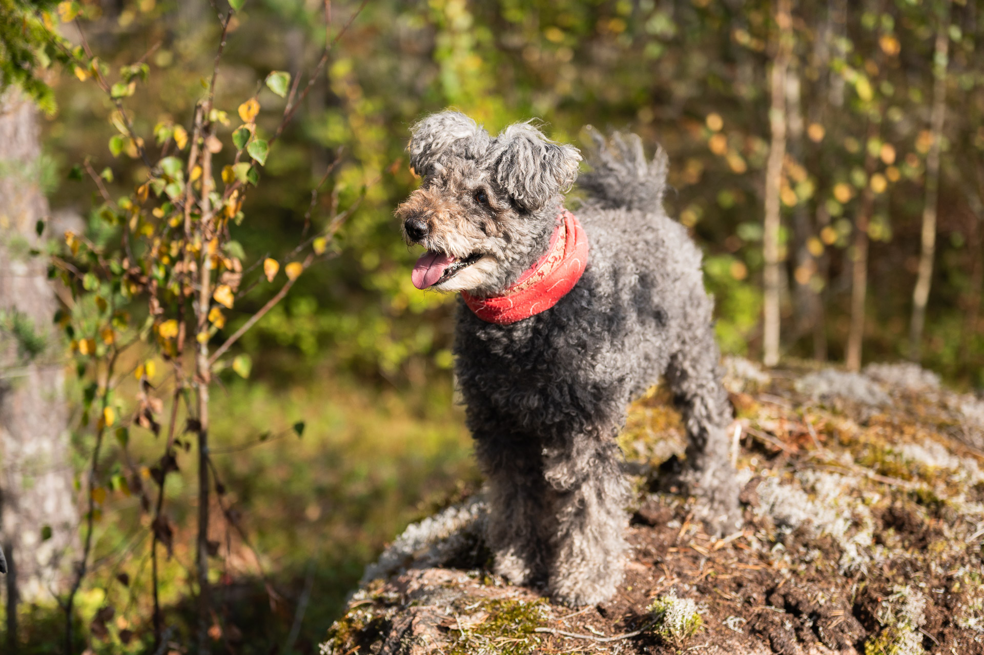 Lahjakortti / Presentkort