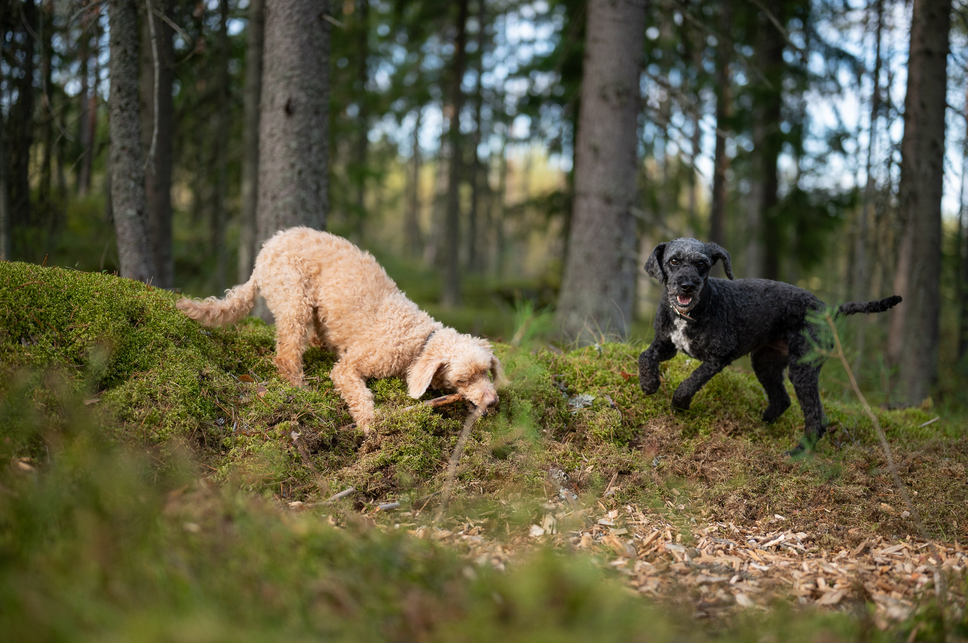 Koirametsä tuntivaraus