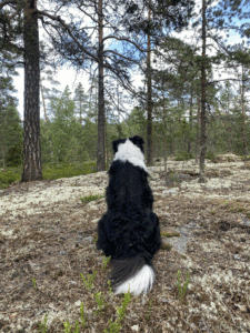 Koira metsässä