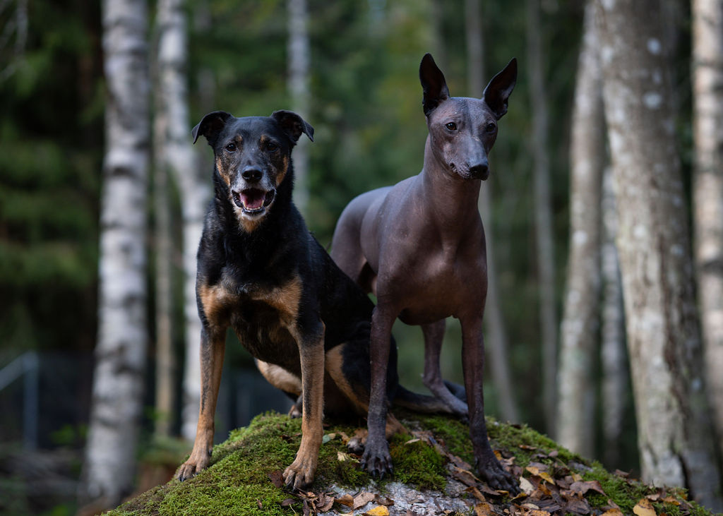 Koirametsän leikkitreffit