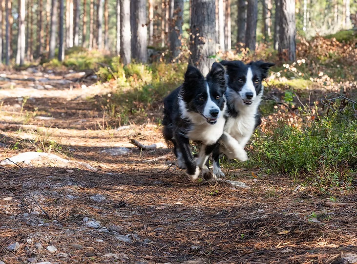 Koirametsän tuntivaraus/Hundskogens timbokning