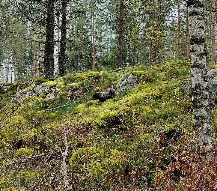 Lahjakortti/ Presentkort